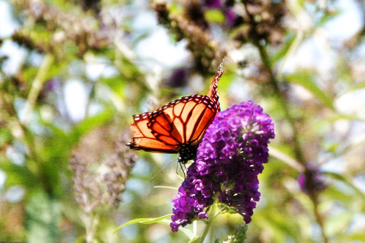 20170827 7D IMG_2155.JPG 7D butterflies