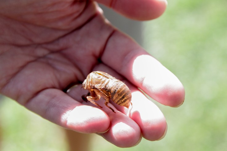 20170827 7D IMG_2158.JPG 7D cicada.jpg