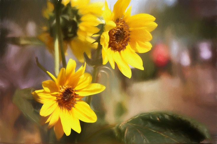 20170827 7D IMG_2189.JPG 7D sunflowers.jpg