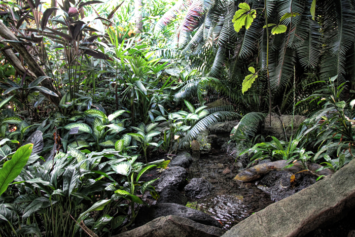 20171010 IMG_5307 7D Rainforest