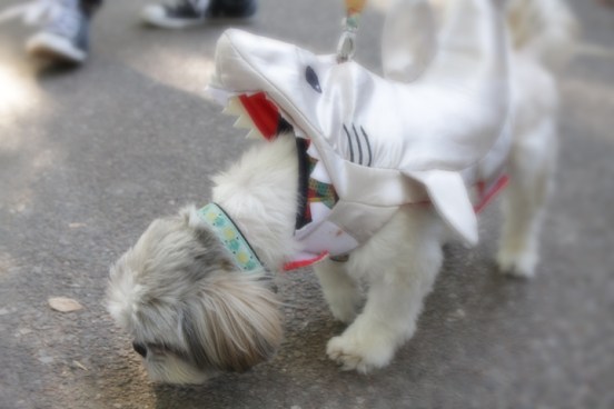 20171021 IMG_6067 7D Shark Dog