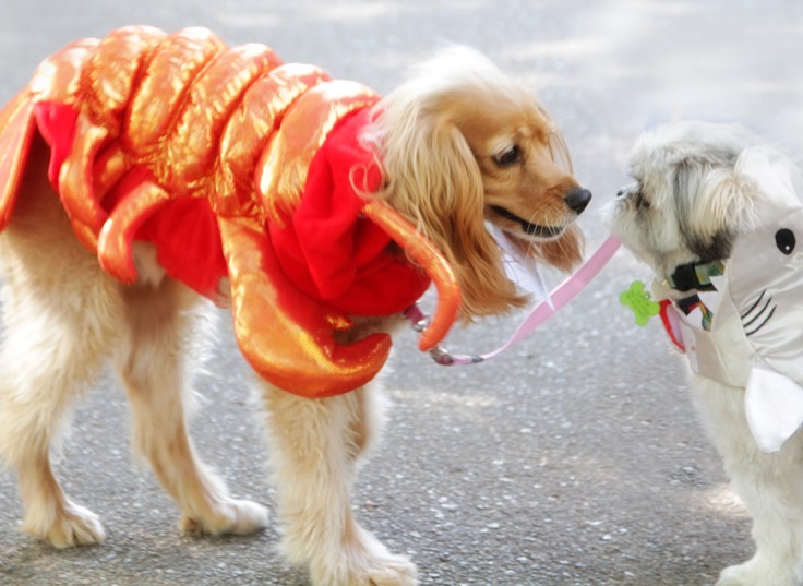 20171021 IMG_6073 7D sniffs