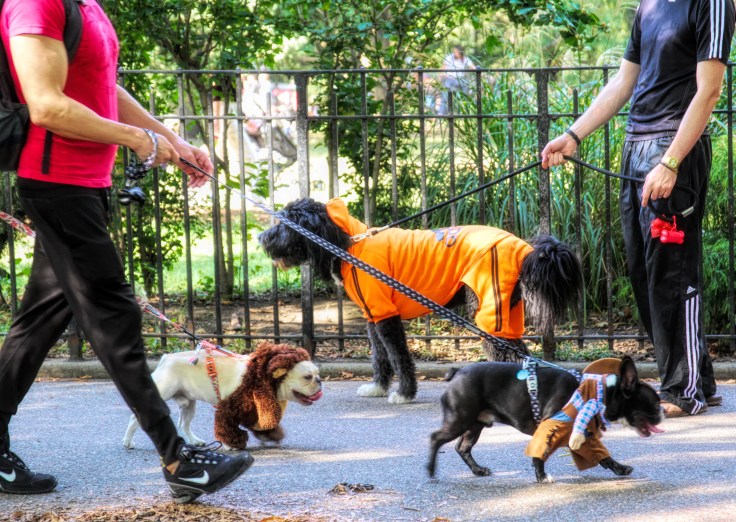 20171021 IMG_6096 7D crisscross