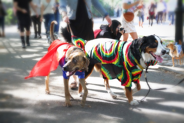 20171021 IMG_6101 7D Jamican Hound