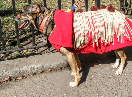 20171021 IMG_6125 7D Meatballs