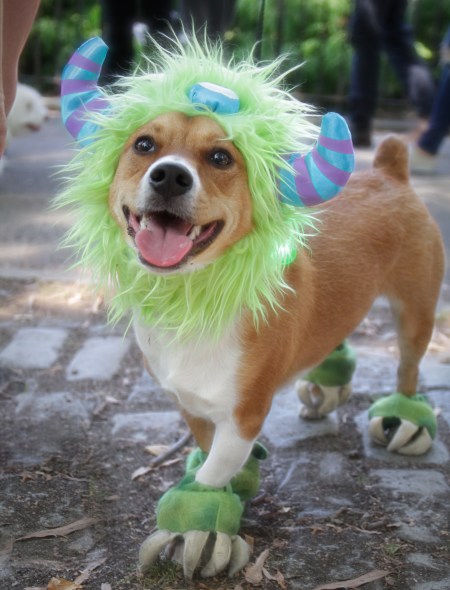 20171021 IMG_6152 7D green monster