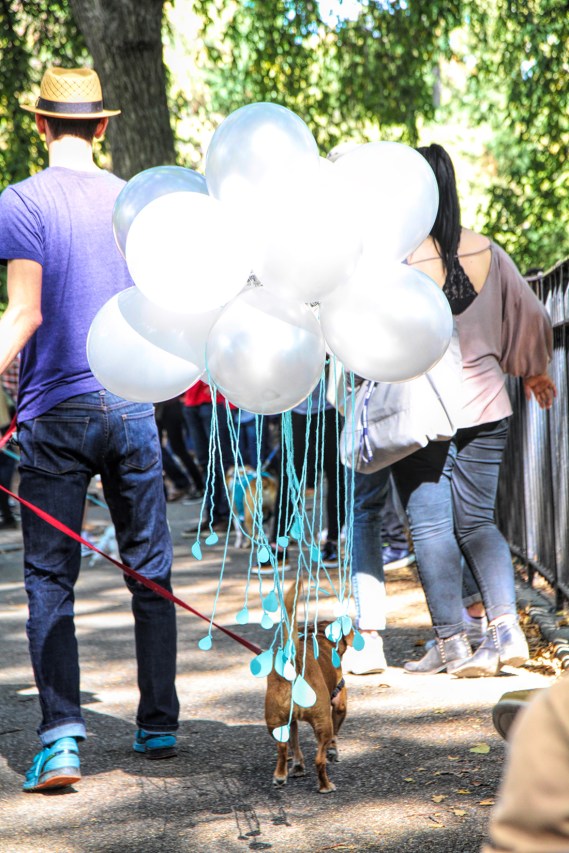 20171021 IMG_6181 7D RainDog