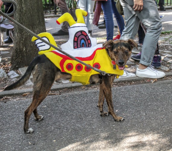 20171021 IMG_6191 7D Yellow Submarine