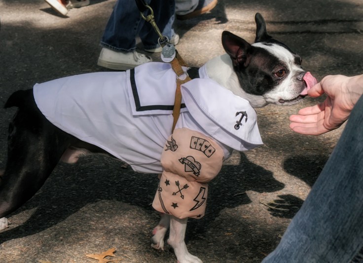 20171021 IMG_6201 7D Popeye