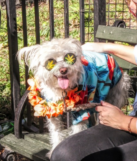 20171021 IMG_6302 7D Hippie small