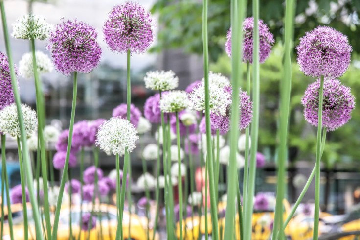 05162017 IMG_9889 7Dsm floral at col circ sm