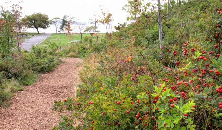 20171023 IMG_6416 7D Path