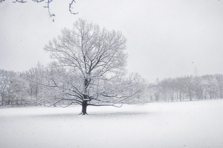 12092017IMG_9195 7D tree in sheeps meadow sm
