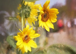 20170827 7D IMG_2189.JPG 7D sunflowers