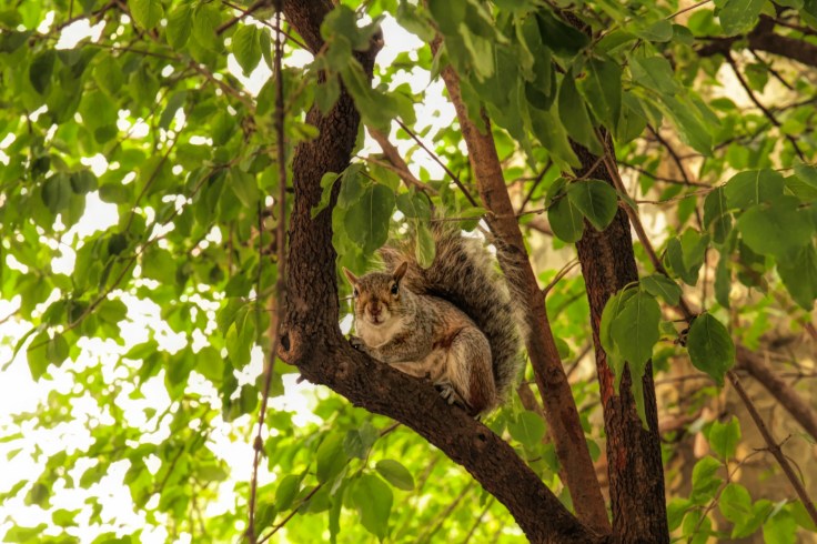 20171013 IMG_5589 7D Squirrel in Central Park