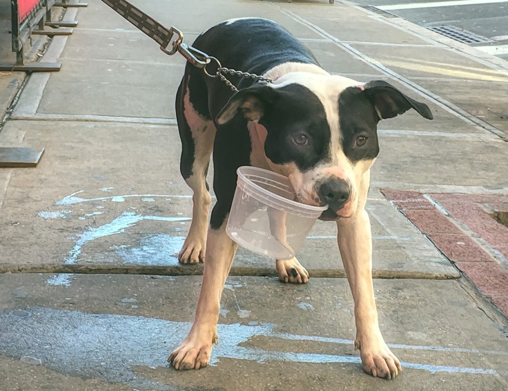 04022017 IMG_3865iPhone Water please sm