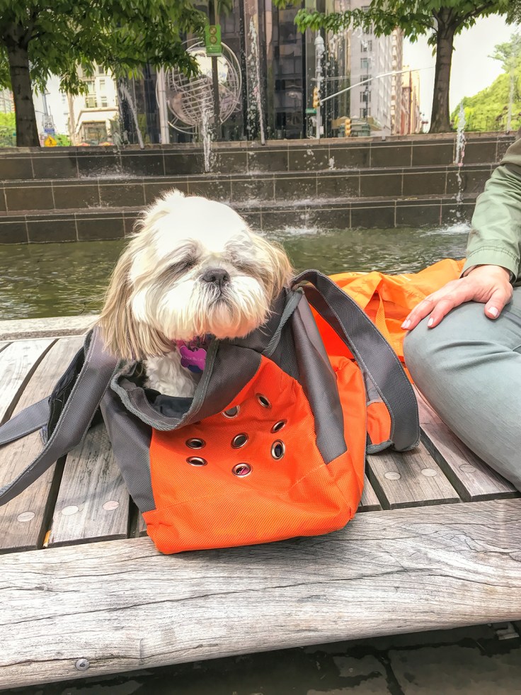 05142017 IMG_4162 iphone Dogs to Go sm