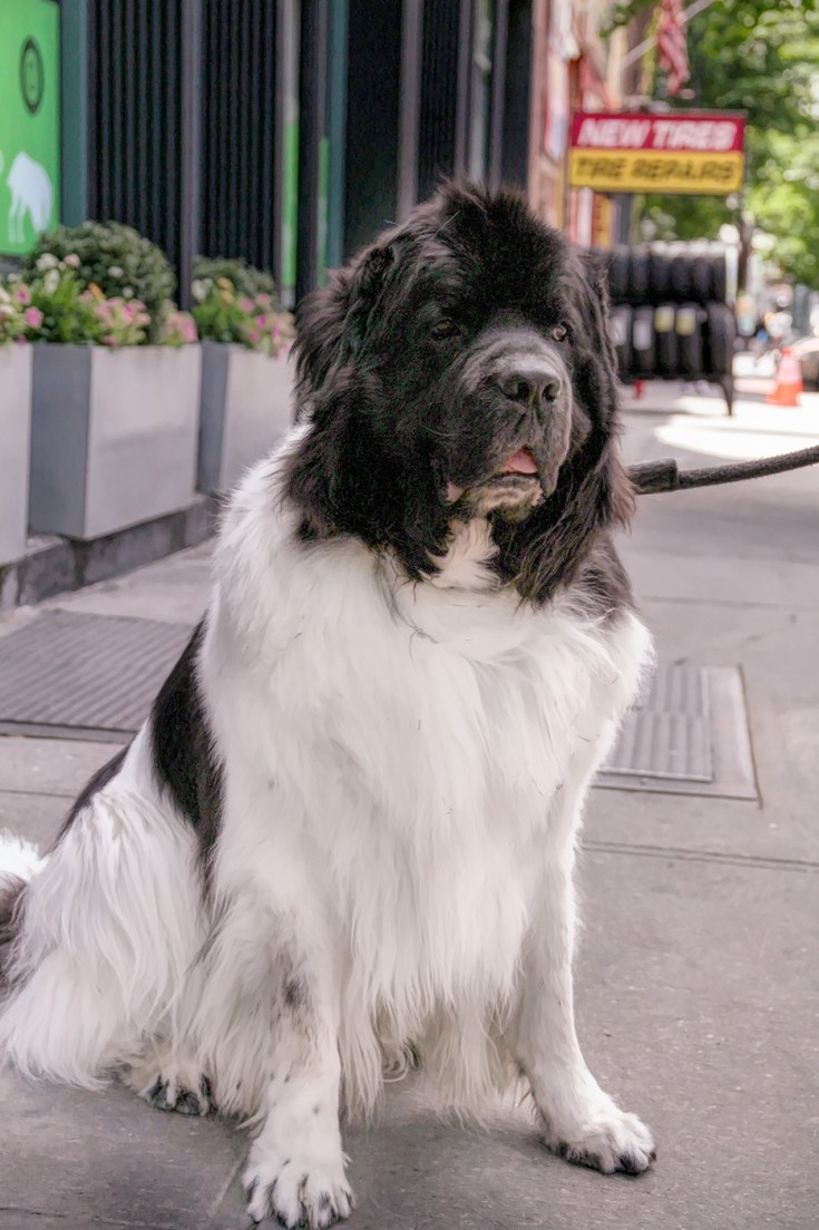 img_00987D 14-105 Big Guy sm