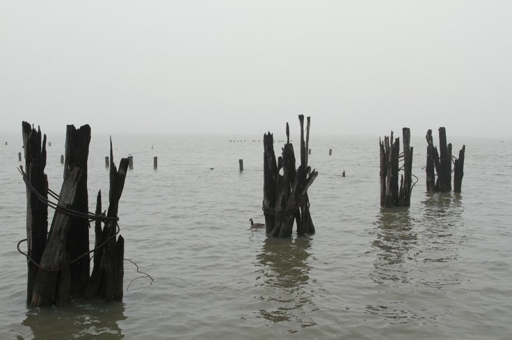 20180404 IMG_0918 7D Pilings sm