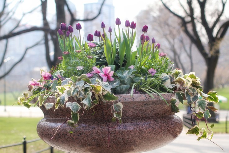 20180412 IMG_1734 7D flowers in the park sm