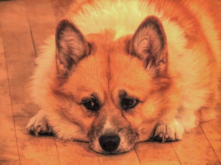 16 - Millie - IMG_7041Asm